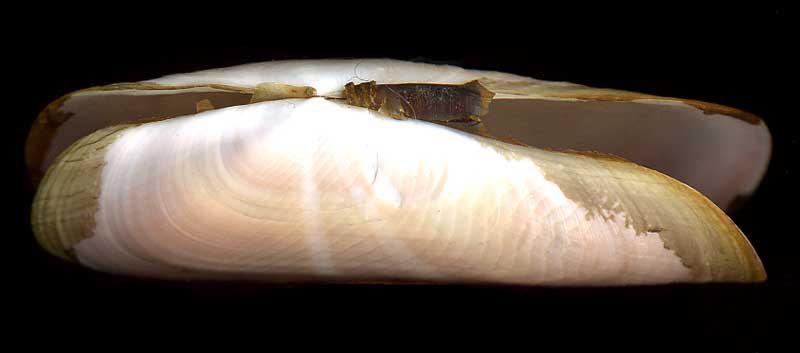 Solecurtus strigilatus